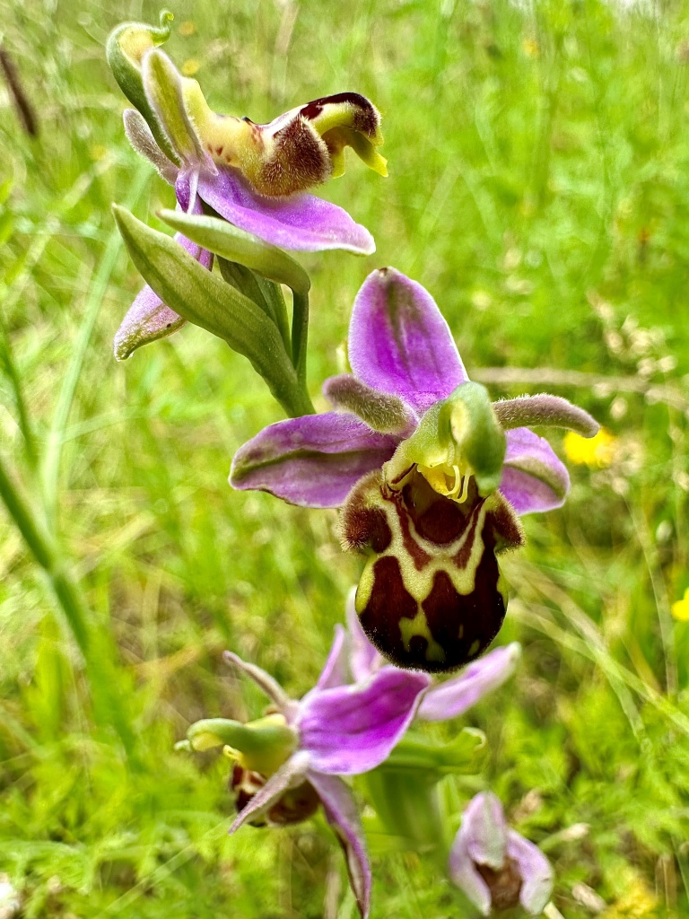 Bild: Florale Kostbarkeit: